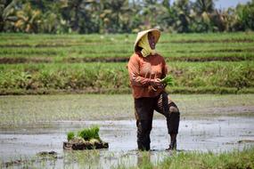 Bali Indonesia Travel Rice