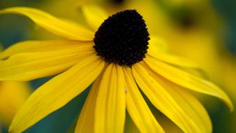 Flower Yellow petals macro view