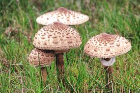 Mushrooms Meadow Autumn