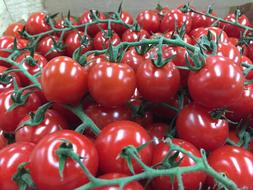 tomato branches