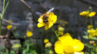 Flowers Garden and bee