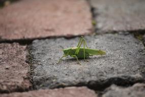 Grasshopper on the city