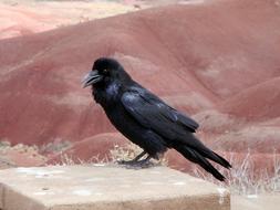 Raven rests on stone at mountain landscape
