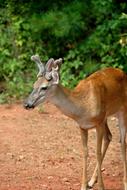 irresistible Deer Buck Young