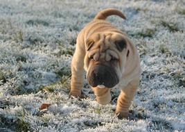 Dog Sharpei