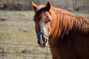 impressively beautiful Horse Farm