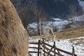 cattle in winter village
