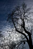 Tree Branch Cloud