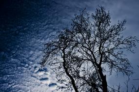 Branch Tree Cloud