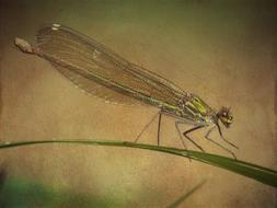 texture background dragonfly drawing