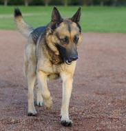 Dog German Shepherd road