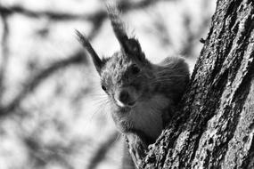 squirrel Black And White