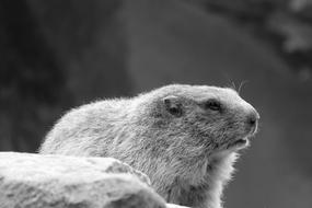 marmot looking aside, Black And White