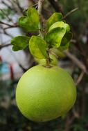 tropical green pomelo