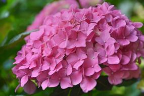 Flower Hydrangea Pink