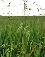 Field In The Summer Nature