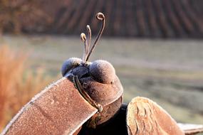 hoarfrost on a metal decorative bird