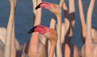 Flamingos Birds Nature Close