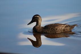 impressively beautiful Duck Water Reflection