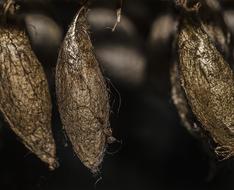 Cocoons of Butterfly