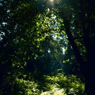 Forest Nature Sun