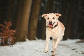 white labrador runs through a snowy forest