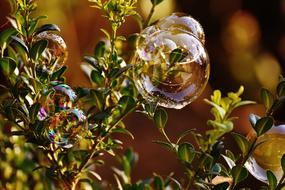 Soap Bubble Colorful Buxbaum