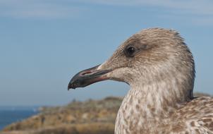 gull chick close up on blurred background