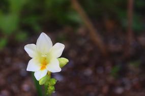 white Flower of Spring Nature