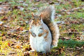 Squirrel Brown and Grey