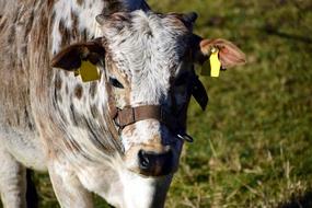 Zebu Beef Cow