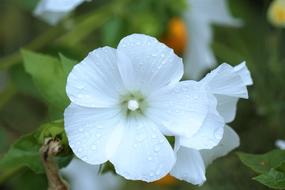 White Flower botany