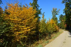 scenic Forest Autumn Colors