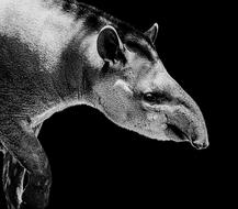 impressively beautiful Tapir Black White