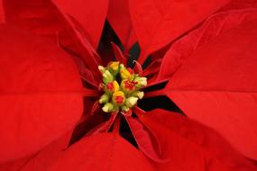 Good Night Christmas Flower