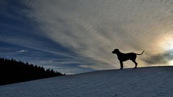 impressively beautiful Dog Weimarische Winter