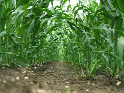 Maize Field Green