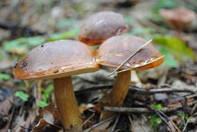 Mushrooms Forest Nature