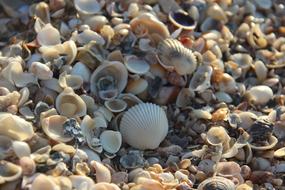 Shells on Mar Beach