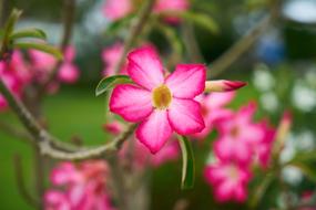 Flowers Nature Plant