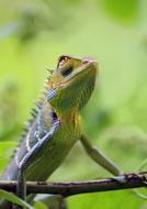 photo of a chameleon with round eyes