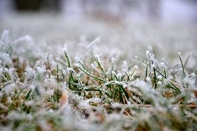 Grass Lawn Winter