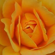 Pink Flower Yellow