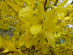 Flowers Yellow Close Up