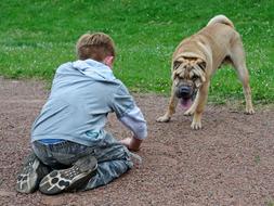 playful Shar-Pei dog