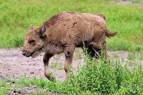 Heath Bison