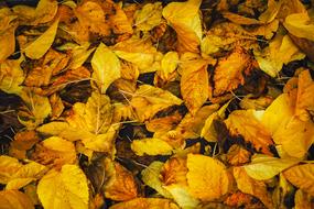 nice Fall Autumn Background