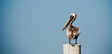 perfect Pelican Bird