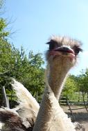 Ostrich, The Head Of funny bird close up