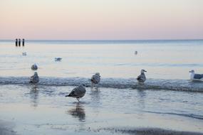 Birds Seagulls at Winter